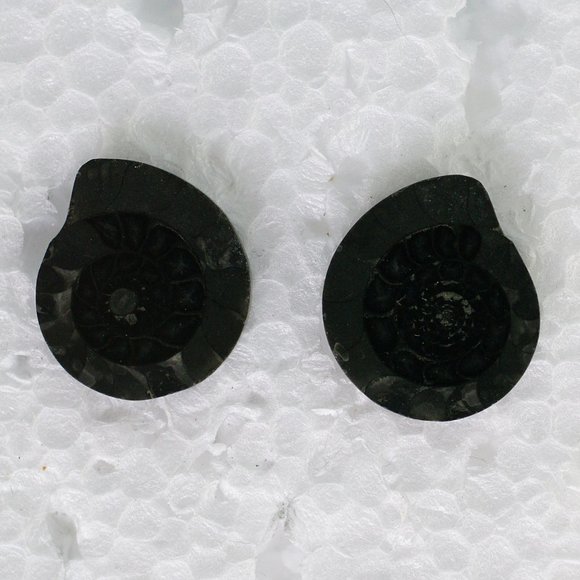 Black Fossil Post Earrings from Ireland - Picture 2 of 5